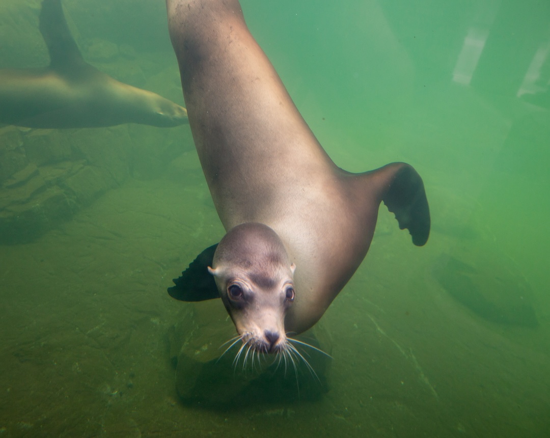 Seals swimming 